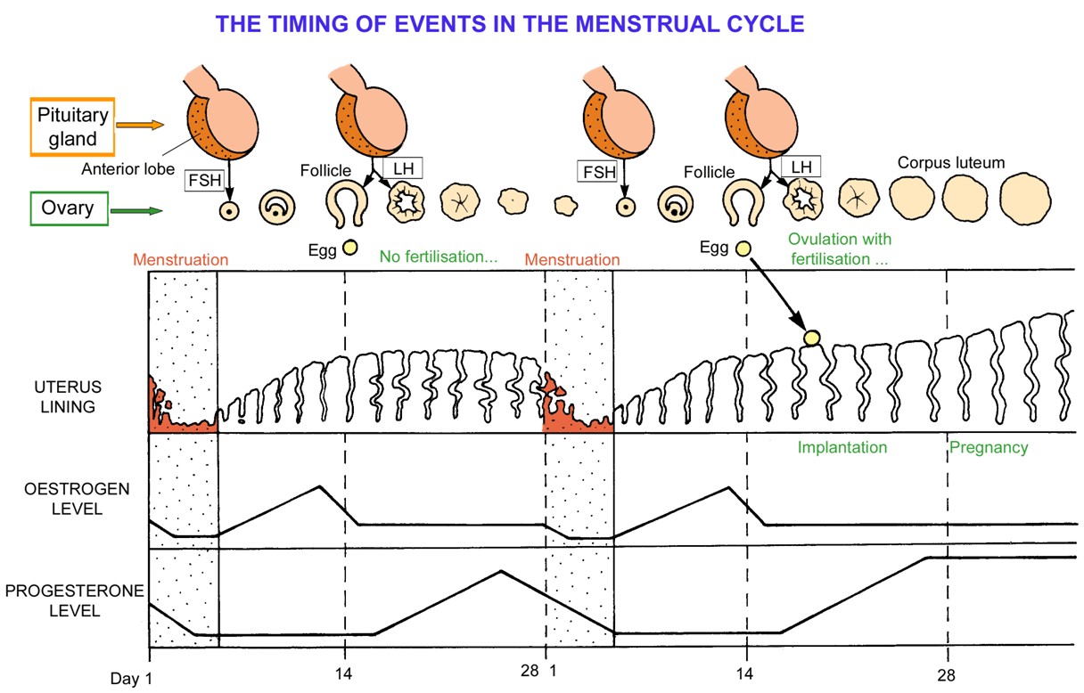 27 цикл месячных. Менструальный цикл. Менструальный цикл схема. Нерегулярный цикл. Колебания гормонального фона.