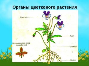 Активные вещества из частей растений