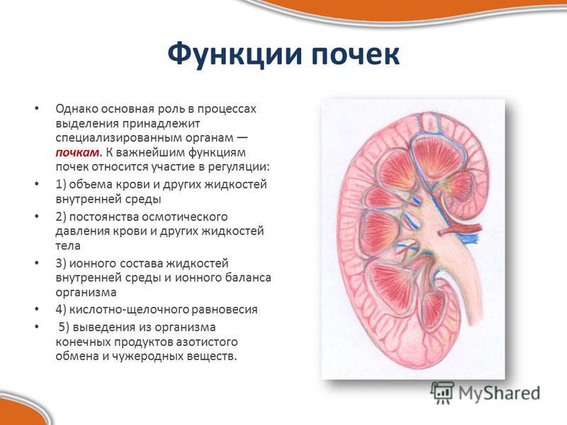 Строение и функции почек презентация