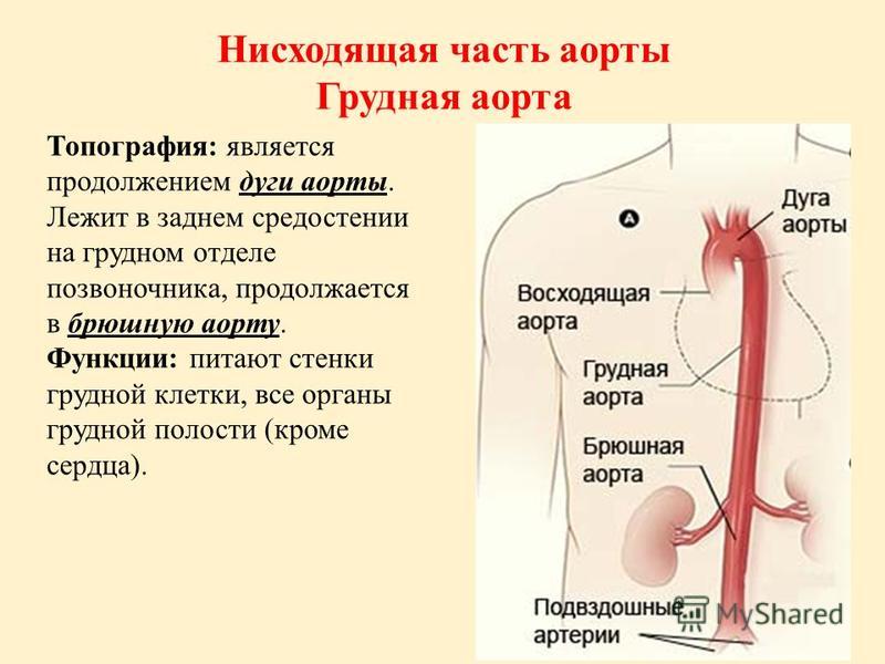 Ветви дуги аорты анатомия схема