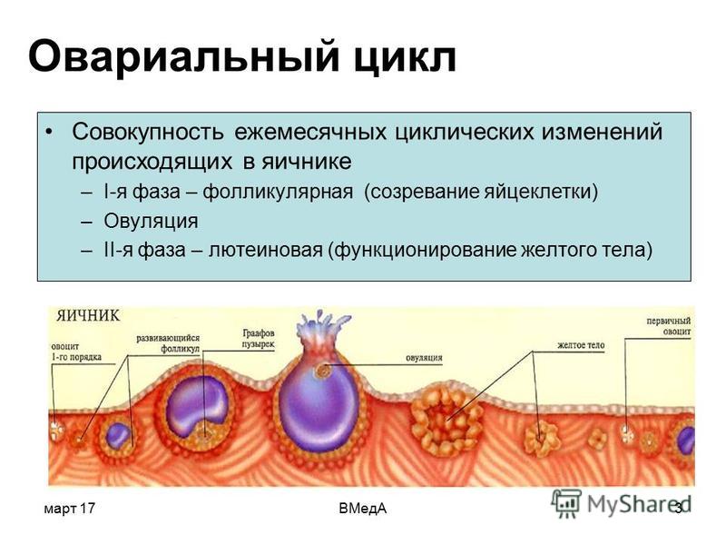 Разрыв фолликула при овуляции