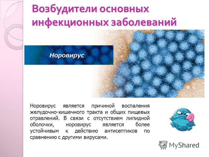 Норовирус 2 генотип. Норовирусы микробиология. Норовирусная инфекция возбудитель. Норовирус микробиология. Норовирусы этиология.