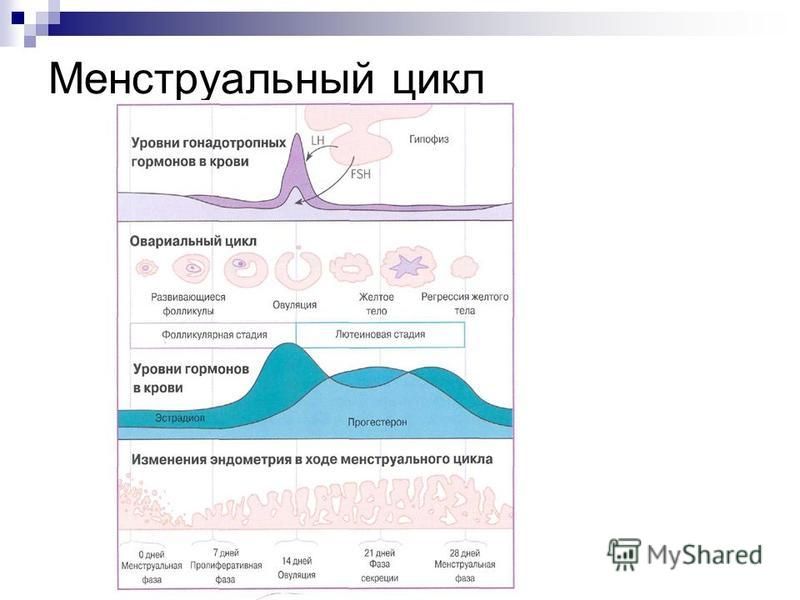 Цикл это месячные. Цикл менструационного цикла гормоны. Уровни гормонов по фазам цикла. Уровни менструального цикла. Менструальный цикл презентация.