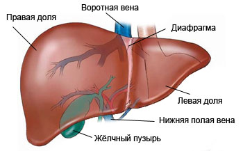 Строение органа