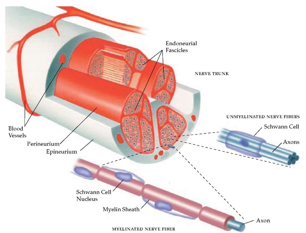 Peripheral nerves are composed of several fascicles of endoneurium, each enveloped by perineurium and bound together by loose connective tissue, the epineurium. Each fascicle of endoneurium contains up to several thousand axons. Blood is supplied to the endoneurium by a network of capillary-like microvessels derived from arterioles and venules in the epineurium, which in turn are branches of major limb vessels. 