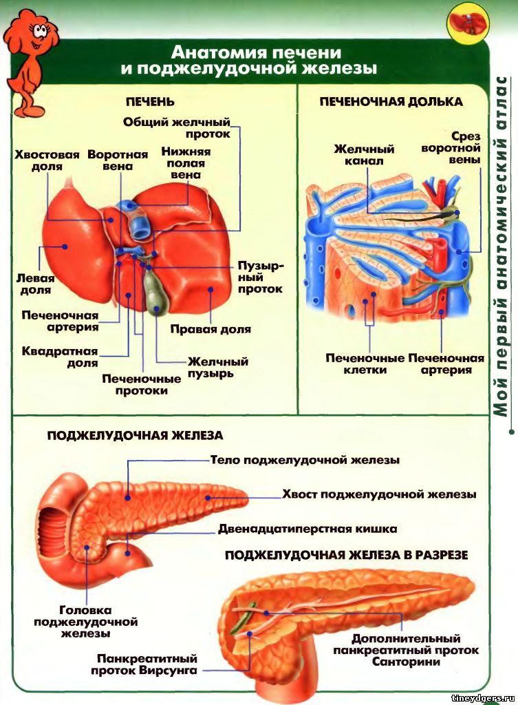 Печень схема человека