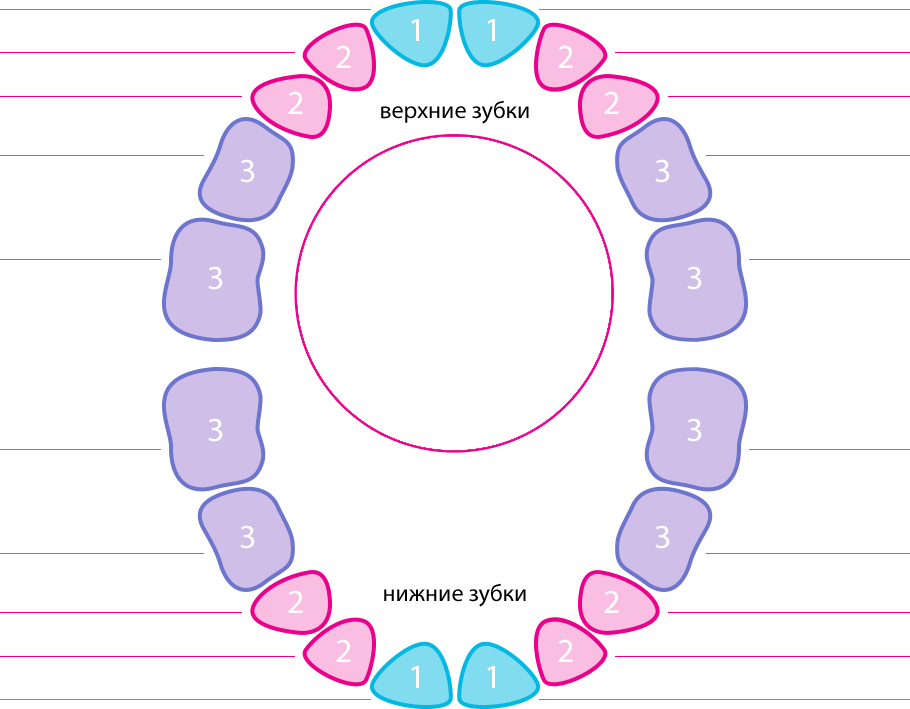 Как растут зубы у малышей схема