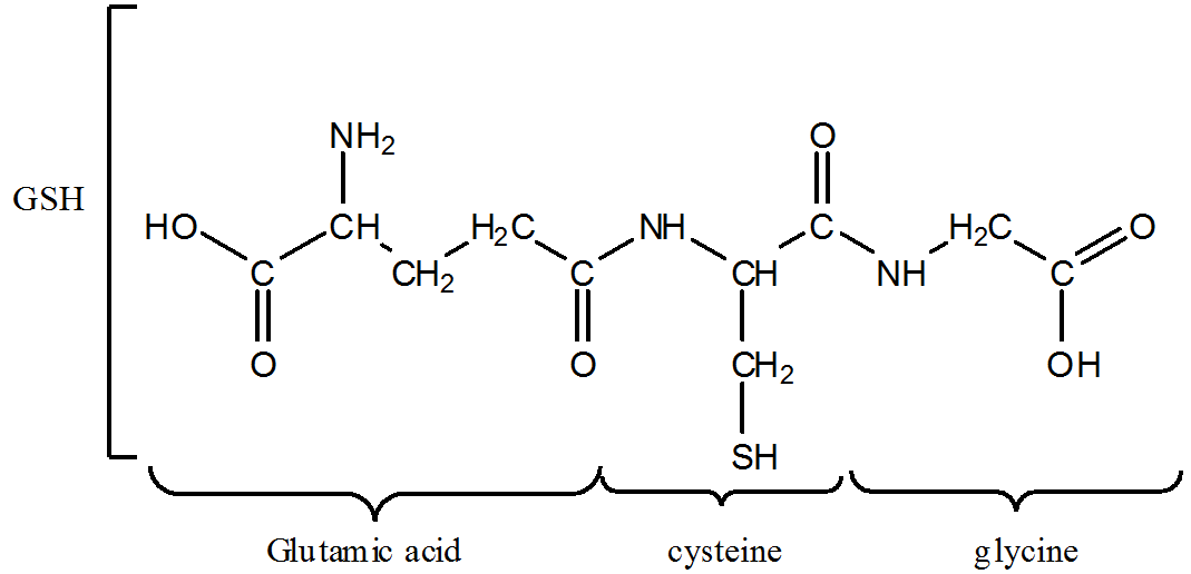 Схема образования глутатиона
