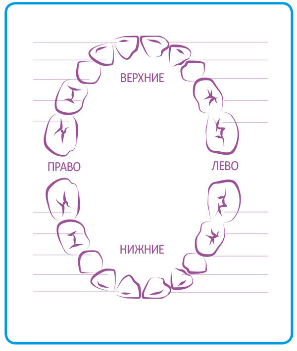 Как растут зубы у малышей схема