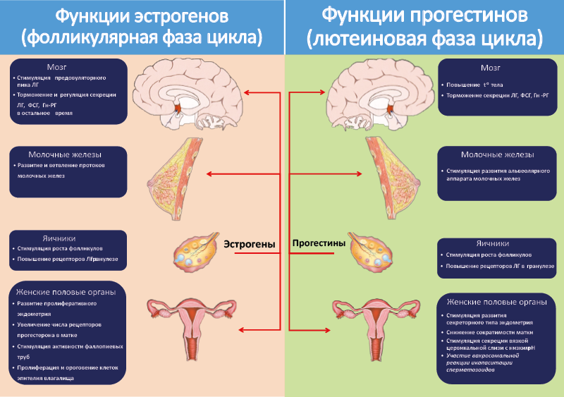 Симптомы повышенного эстрогена у женщин. Половые гормоны органы мишени. Гормоны женских половых желез и их функции. Половые железы. Функции женских половых гормонов. Половые гормоны (андрогены и эстрогены) функции.