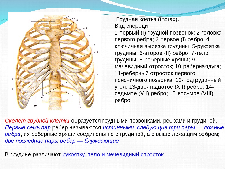 Что находится снизу ребер. Скелет грудной клетки спереди. Строение грудной клетки мужчины спереди. Кости грудной клетки человека анатомия. Структура скелета грудной клетки.