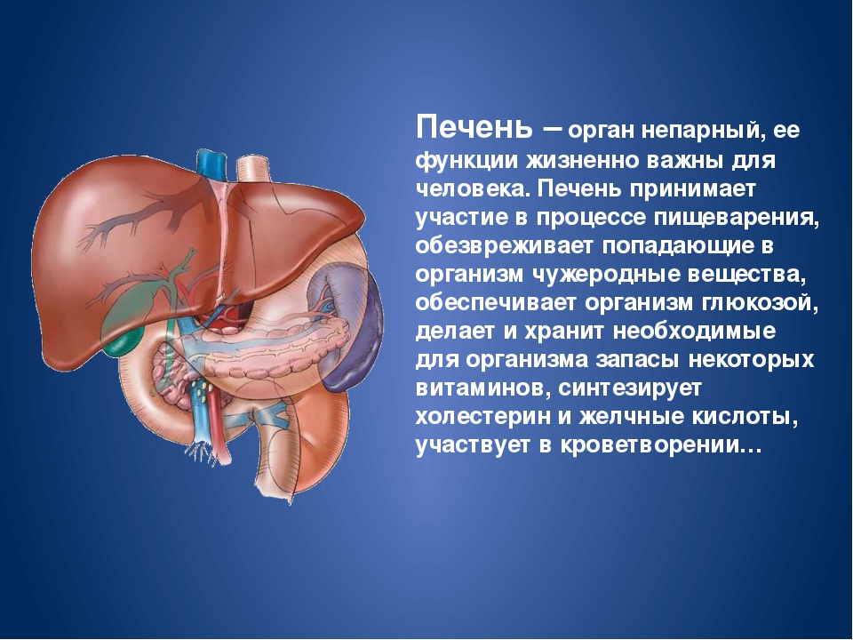 Любой орган в организме. Функция печени в организме человека анатомия. Внутренние органы печень. Печень орган в организме человека.