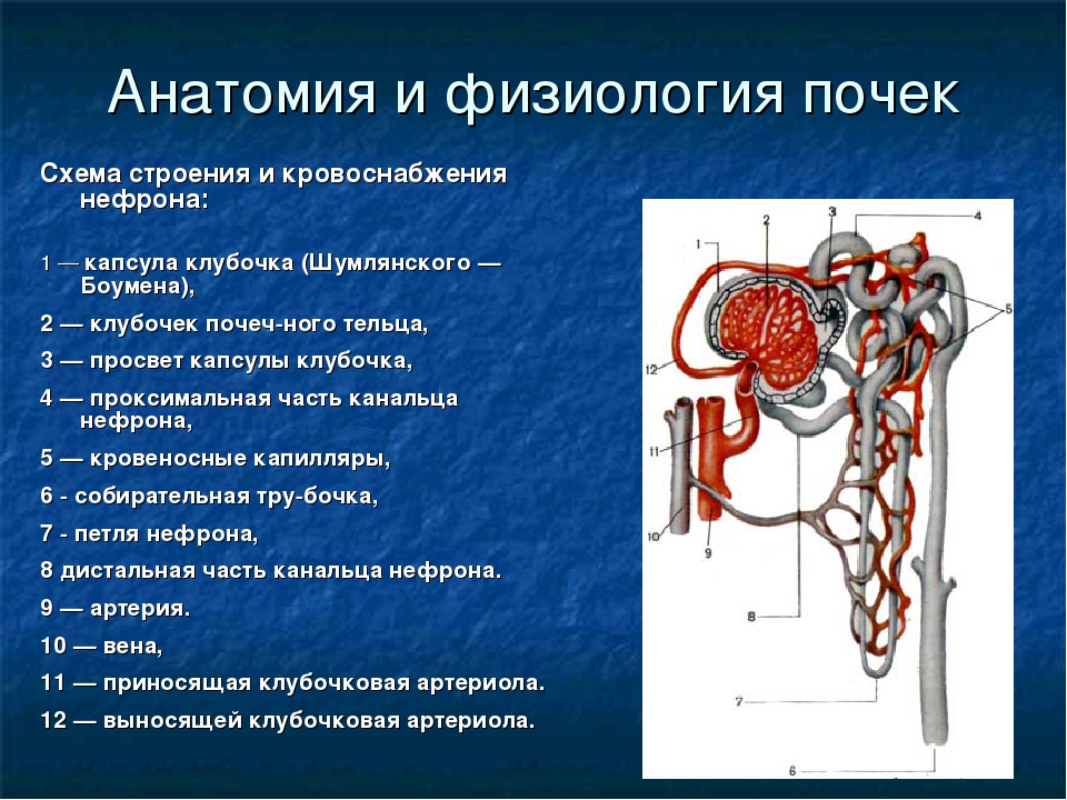 Капиллярный клубочек почечная лоханка почечный каналец. Схема строения и кровоснабжения нефрона. Нефрон почки строение и функции. Строение нефрона почки анатомия. Строение нефрона физиология.