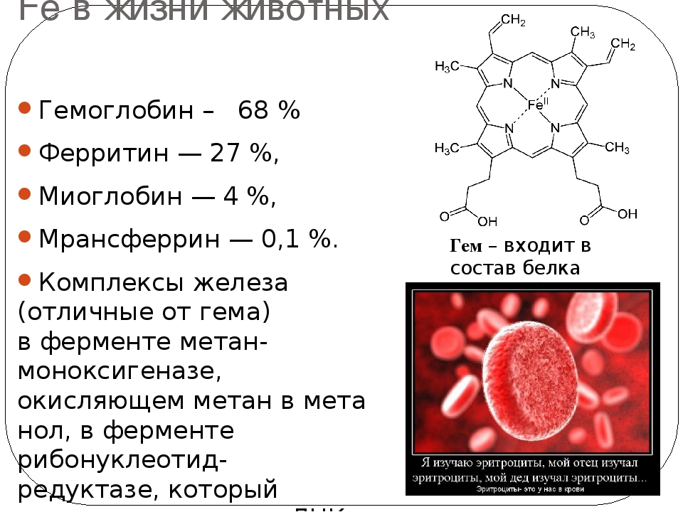 Для чего сдают ферритин. Гемоглобин формула химическая. Химическое строение гемоглобина а1. Структура гемоглобина формула. Формула гемоглобина крови.
