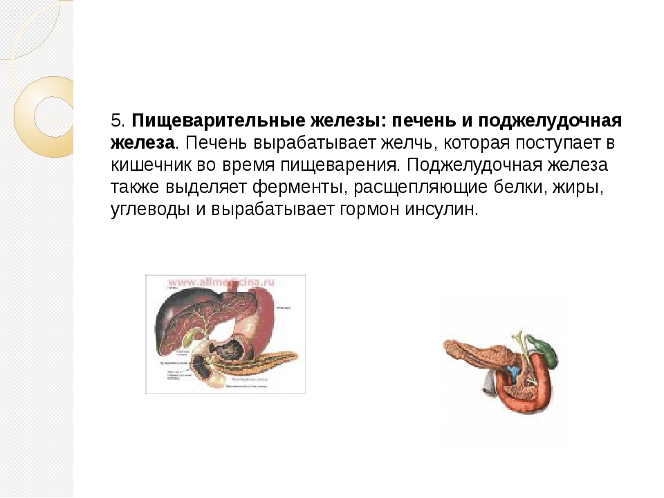2 крупные пищеварительные железы. Роль печени и поджелудочной железы. Пищеварительные железы печень функции. Функции поджелудочной железы роль в пищеварении. Роль поджелудочной железы в пищеварении.