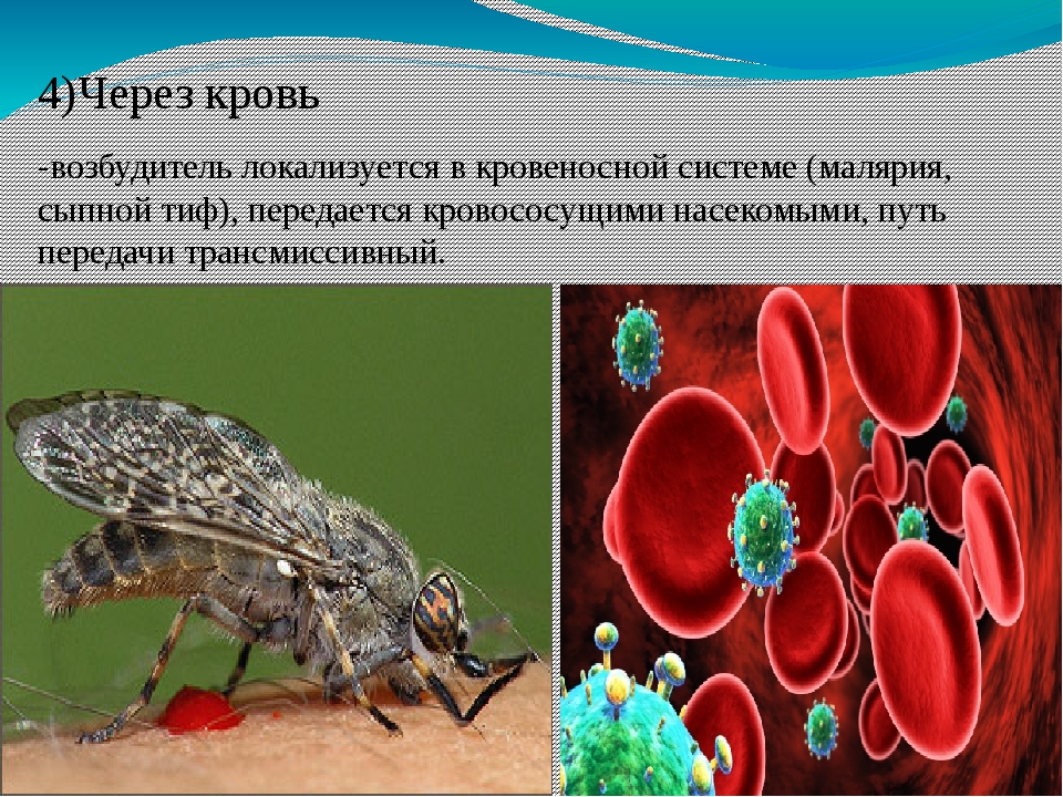 Какие инфекции передаются через укусы кровососущих насекомых. Сыпной клещевой тиф; туляремия. Сыпной тиф инфекционные болезни. Переносчик возбудителя сыпного тифа.