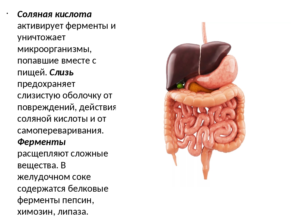 Удаленный желудок. Пищеварение в желудке и кишечнике. Формула соляной кислоты в желудке человека. Что такое муцин в пищеварительной системе человека. Презентация на тему пищеварение в желудке и кишечнике.