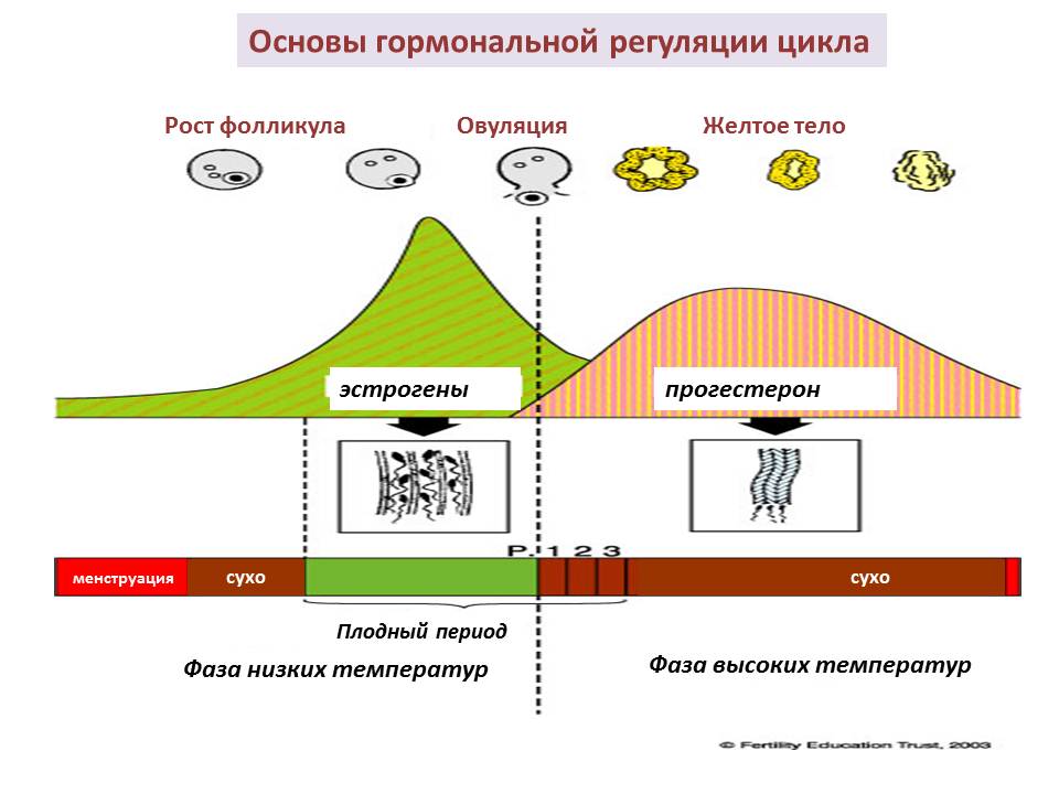 Колебания гормонального фона месячный цикл