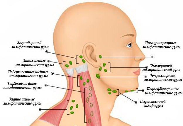 Лимфатические узлы на шее