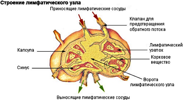 Лимфатические узлы на теле человека. Описание, атлас-схема, за что отвечают, как лечить