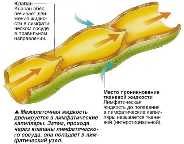 Лимфосистема человека. Схема в картинках, функции, заболевания, чистка. Методы, средства, массаж