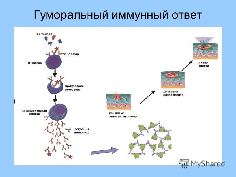 Иммунология аллергический. Типы аллергических реакций иммунология. Взаимосвязь аллергии и иммунодефицитов. Механизм иммунного ответа при пищевой аллергии. Основные отличия иммунных и аллергических реакций.