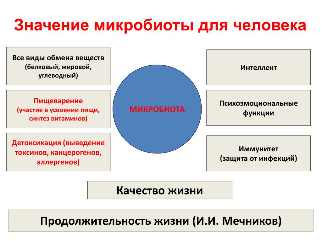 Микрофлора человека. Функции микробиоты человека. Значение микробиоты. Значение нормальной микрофлоры организма человека. Функции нормальной микробиоты человека.