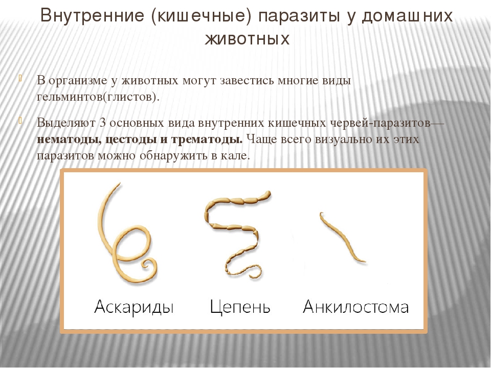 Паразиты в организме человека фото и описание