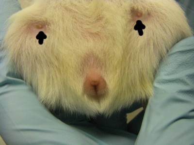 Both male and female guinea pigs possess a single pair of mammary glands