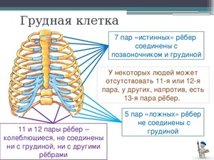 Ребра Адама