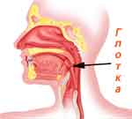 глотка - орган желудочно-кишечного тракта