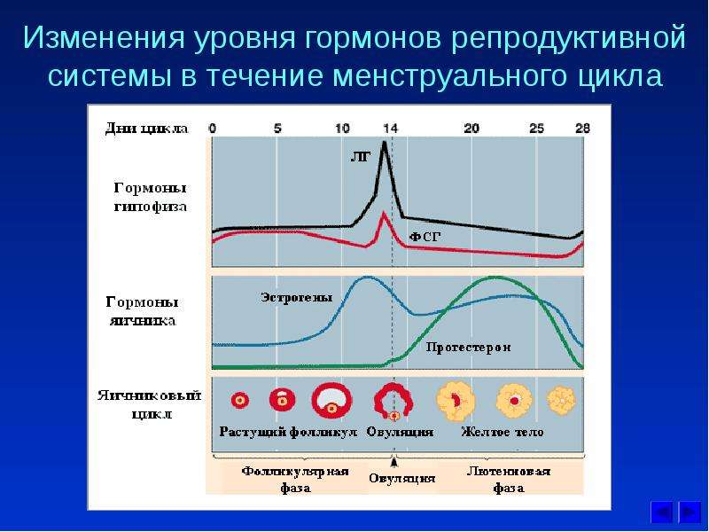 Колебания гормонального фона месячный цикл