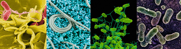 бактерии возбудители пищевых отравлений