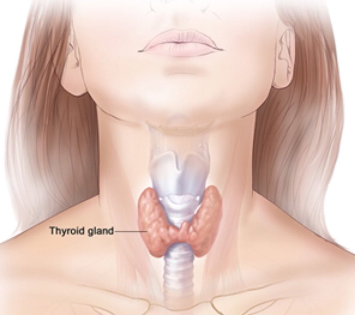 Где находится щитовидная железа картинки
