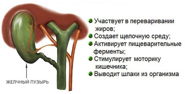 Роль желчи в организме