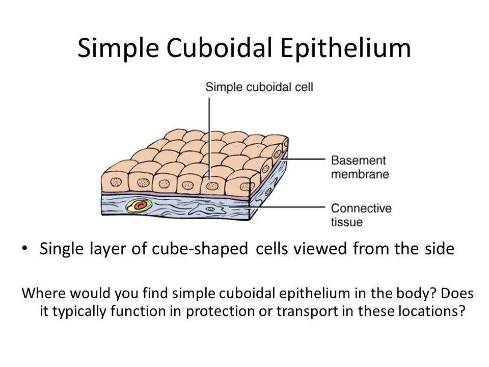 Simple Cuboidal Epithelium