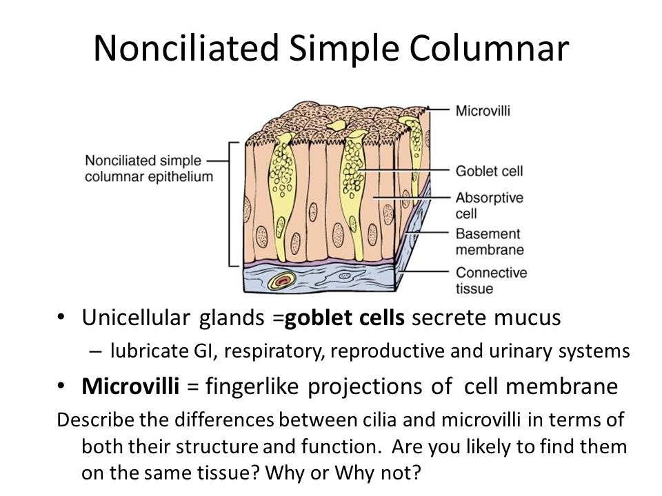 Nonciliated Simple Columnar