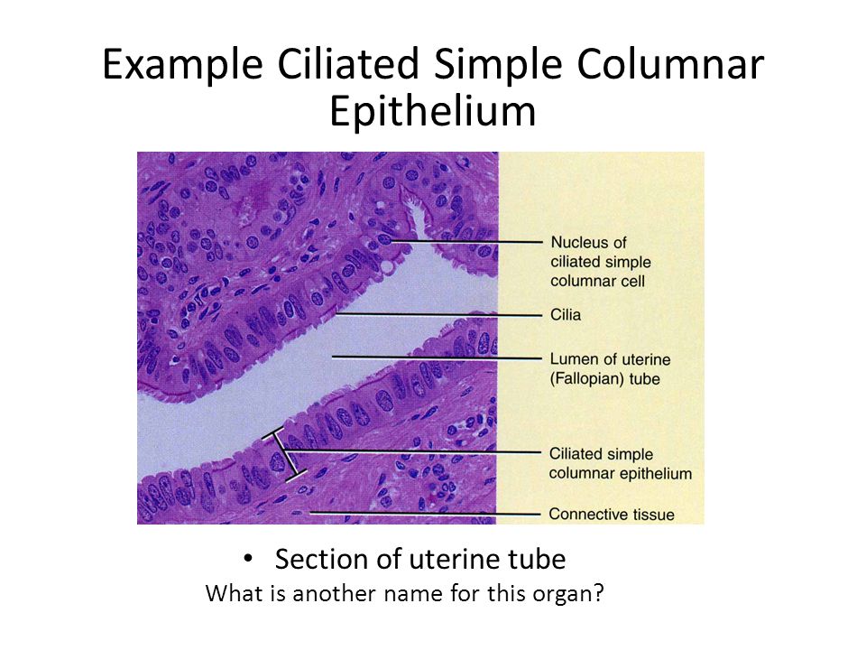 Example Ciliated Simple Columnar Epithelium