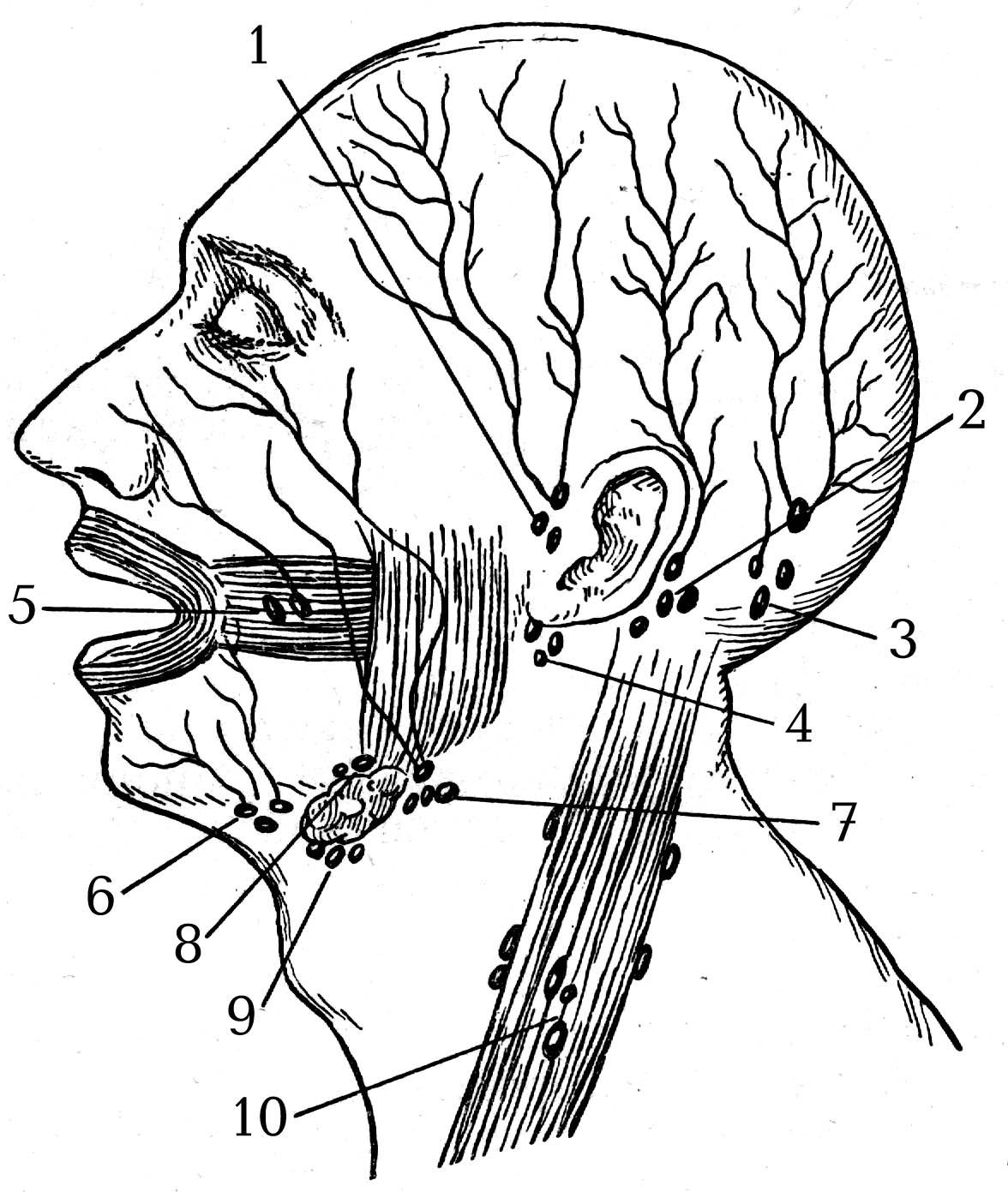 Лимфоузлы возле ушей схема
