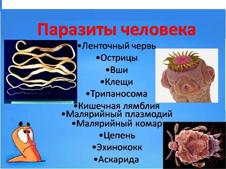 Заболевания вызываемые ленточными червями. Паразитические черви в организме. Внутренние паразиты человека.