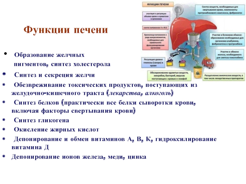 4 функции человека. Классификация функций печени. Функции печени образование желчи. Таблица функции печени и описание функций. Роль печени в образовании желчных пигментов.