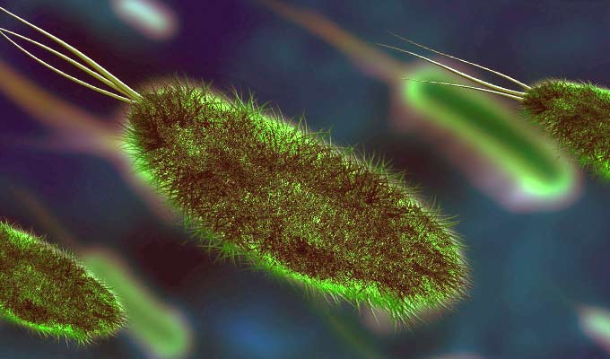 Бактерия хеликобактер: симптомы и причины