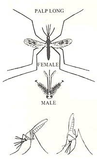 Schema of adult Anopheles seen from above, and from the side to show typical resting position) 