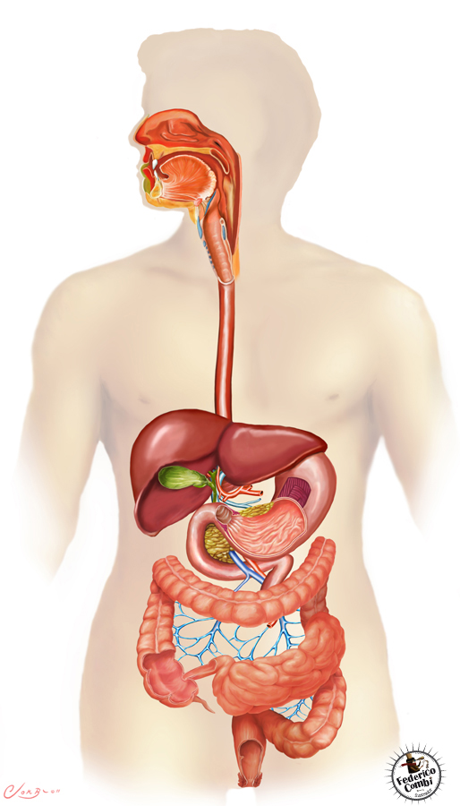 Кишечный тракт. Желудочно пищеварительный тракт. Желудочно-кишечный тракт человека анатомия. Желудочно-кишечный (пищеварительный) тракт. Анатомия ЖКТ кишечник.