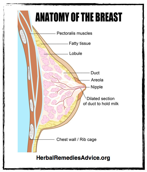 Breast Tissue Anatomy