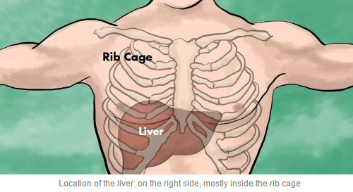 location of the liver: on the right side mostly inside the ribcage image