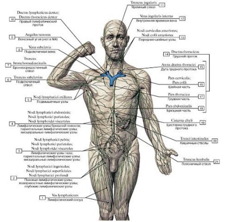 Лимфатическая система человека и её значение. Как почистить лимфу. Лекция Ольги Бутаковой