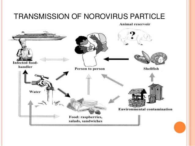 Норовирус как лечить. Норовирус патогенез. Патогенез норовируса. Норовирусная инфекция этиология. Норовирусная инфекция патогенез.