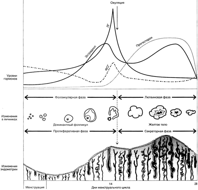 Овуляция схема цикла