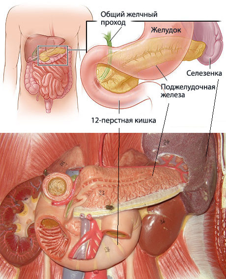 Желудок поджелудочная железа признаки. Расположение поджелудочной железы в организме человека схема. Внутренние органы человека поджелудочная железа схема расположения. Желудок селезенка поджелудочная железа. Анатомическое расположение поджелудочной железы.